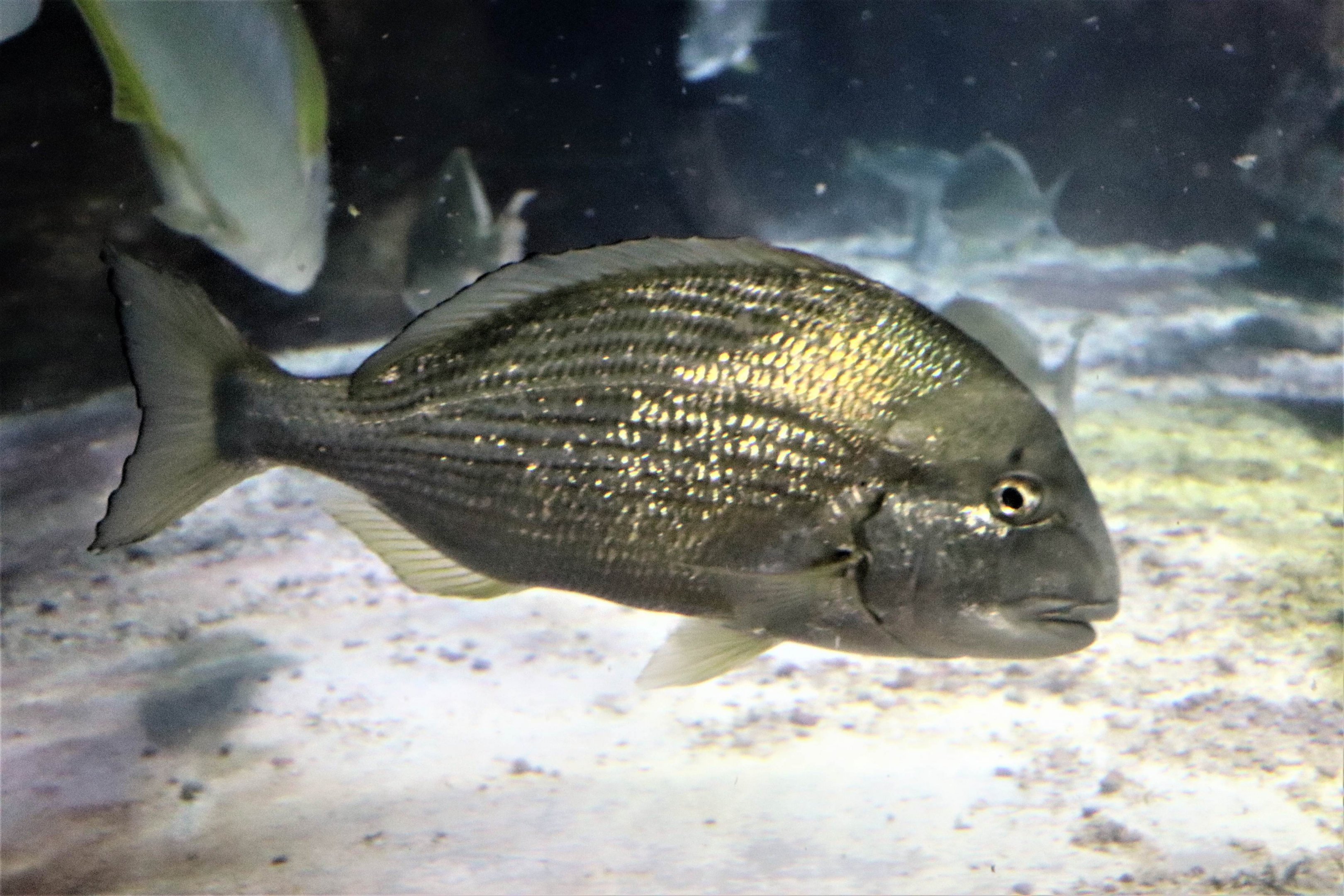 Fish ID?