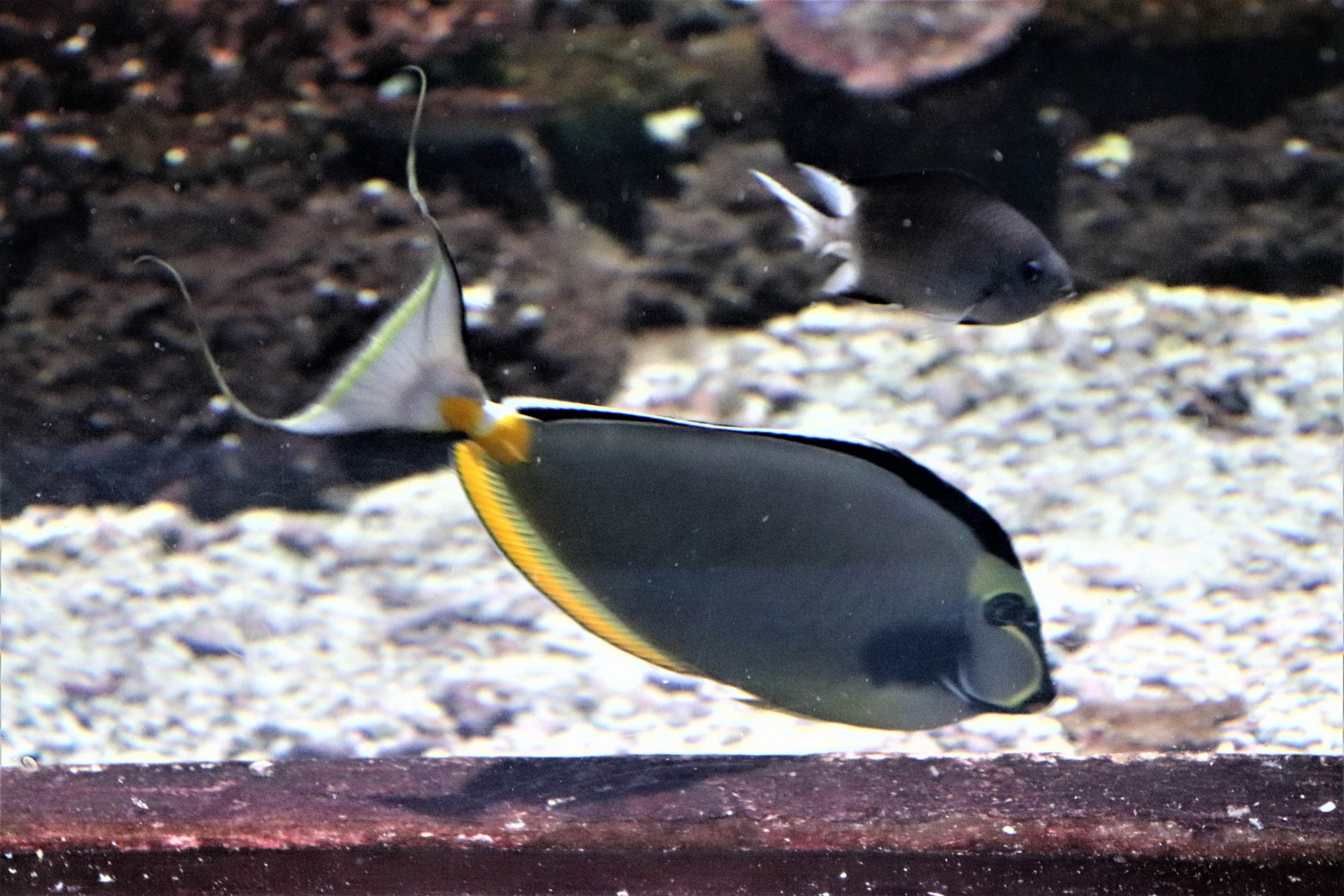 Fish ID?