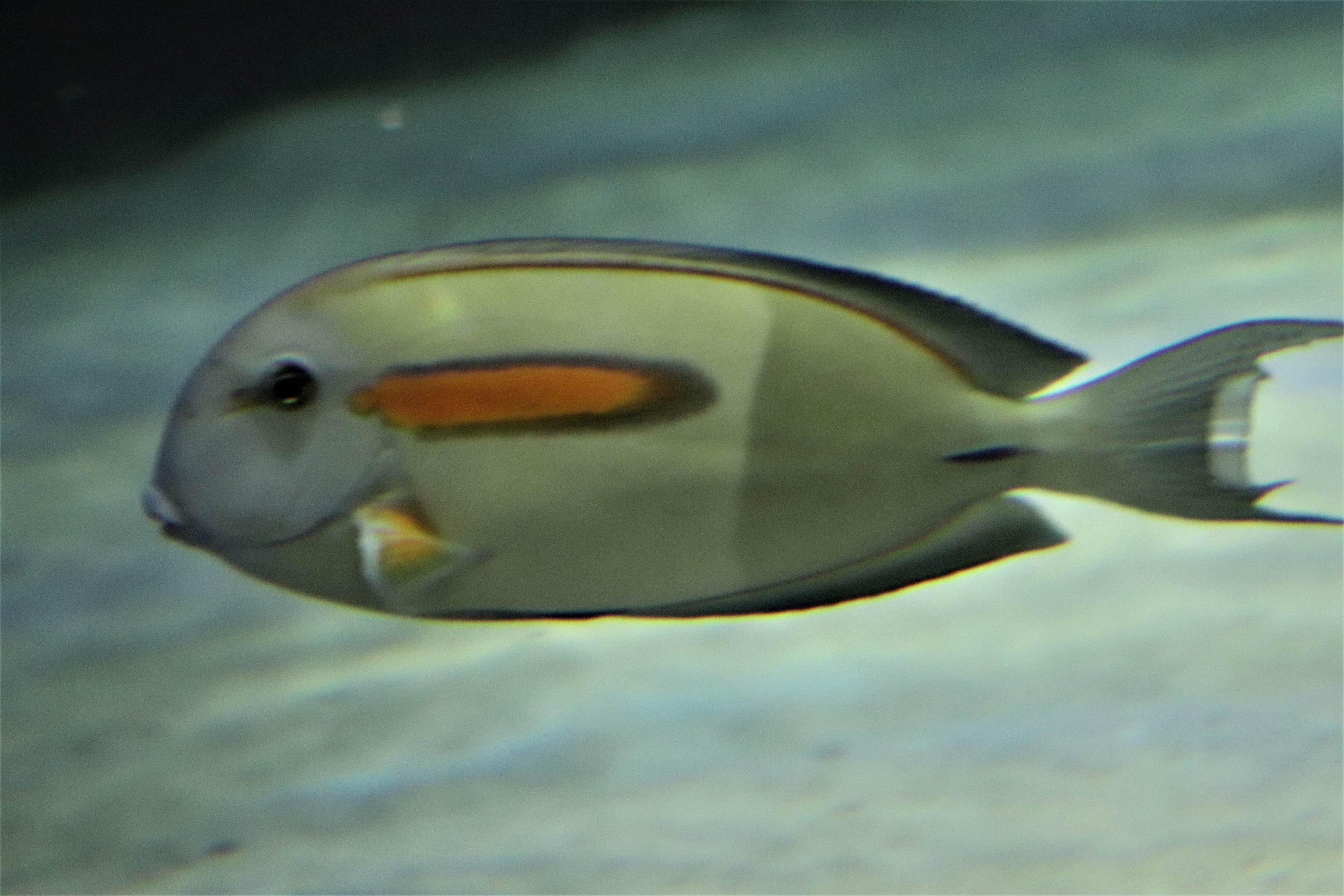 Fish ID?