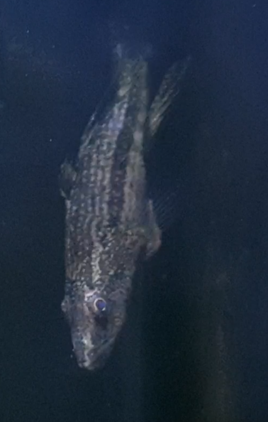 Fish ID