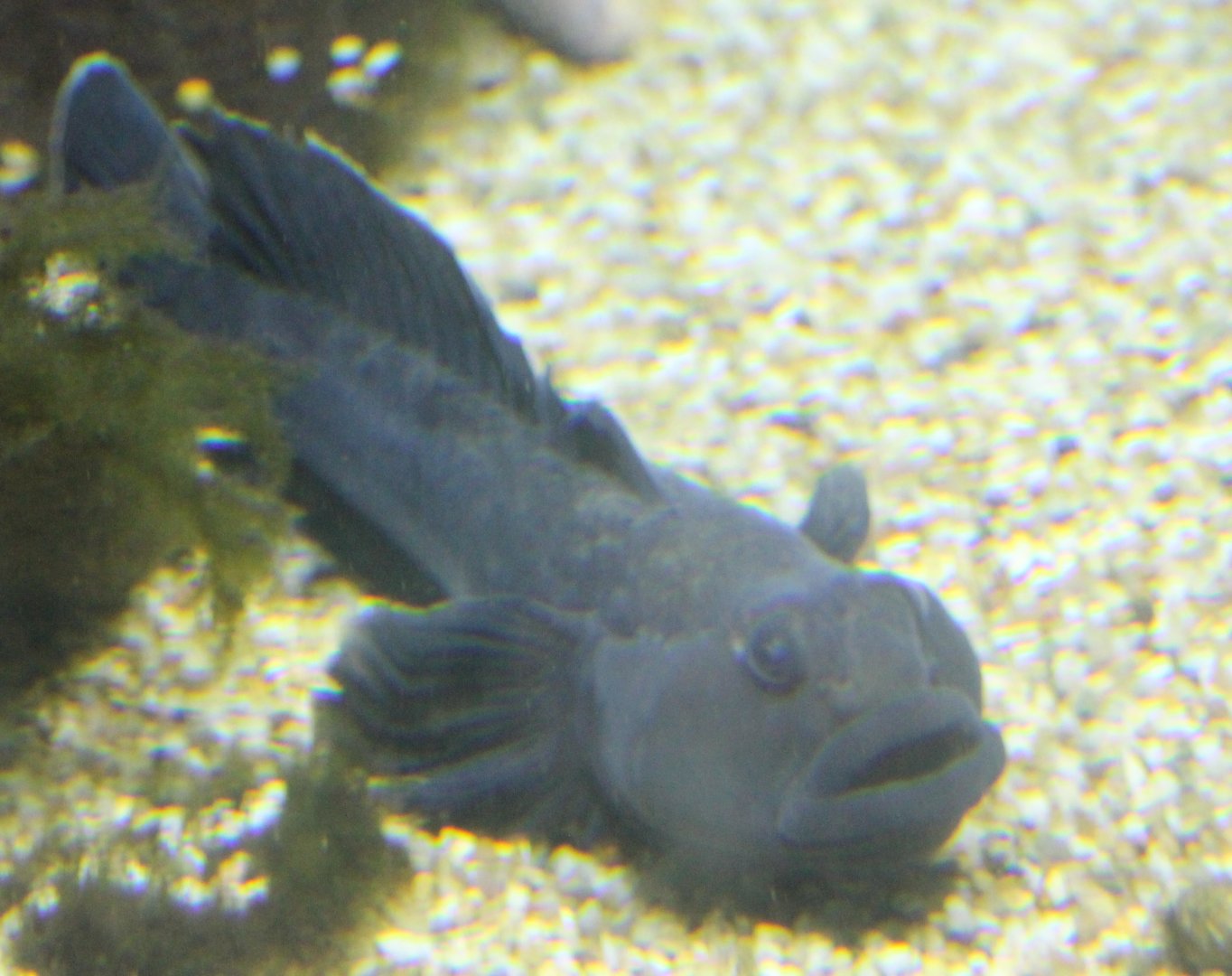 Fish ID