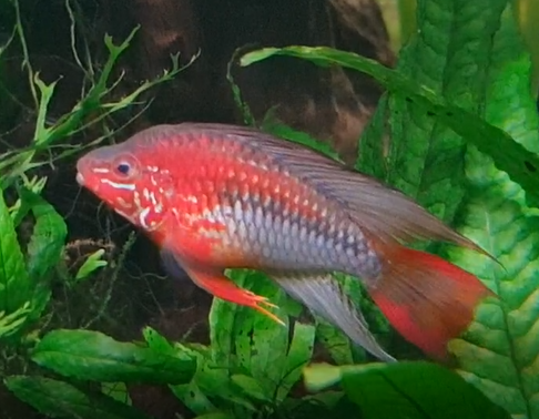 Fish ID