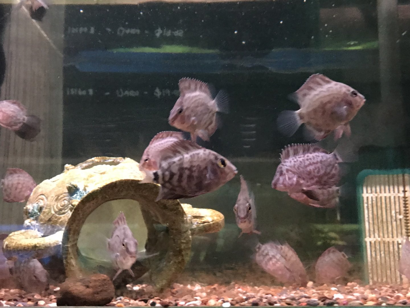 Fish ID?