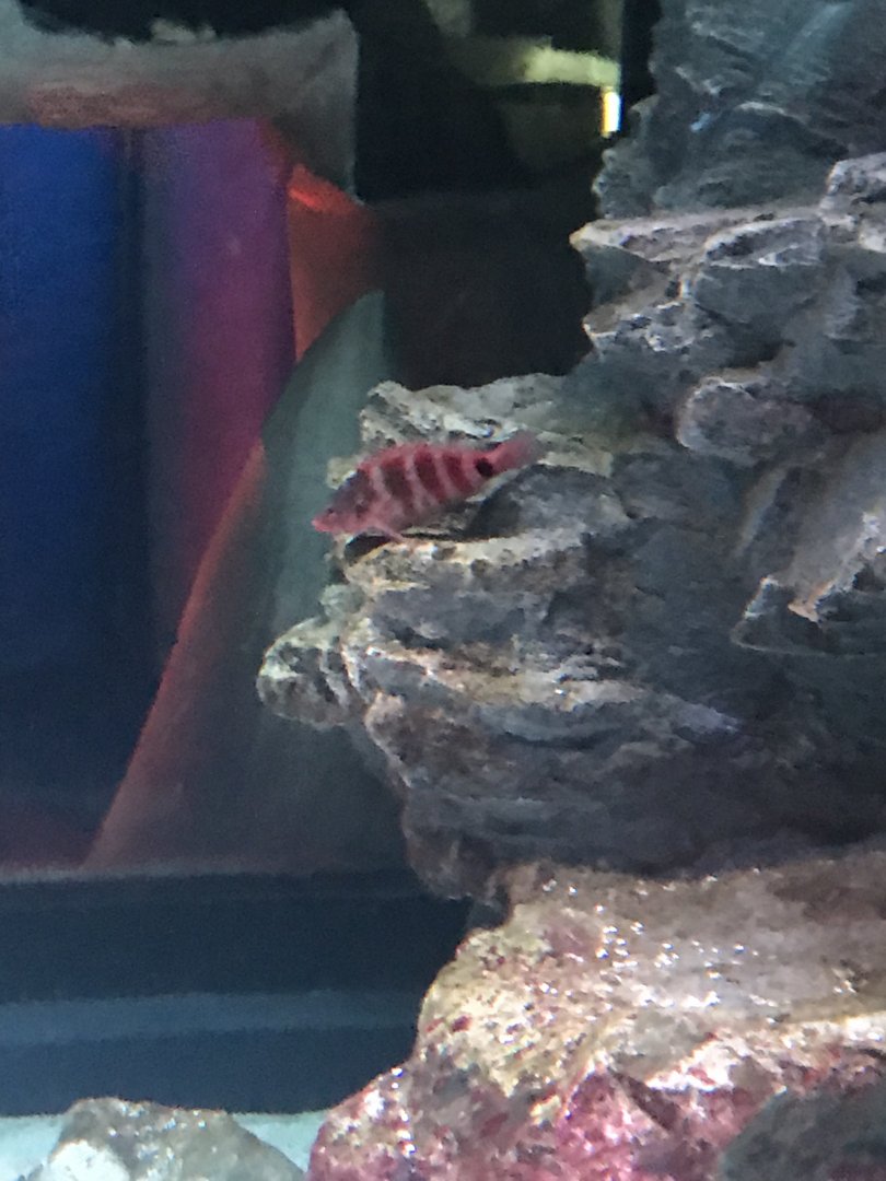 Fish ID?