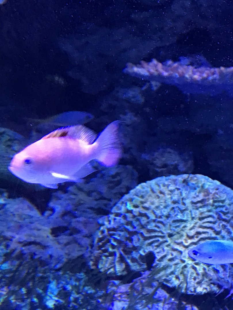 Fish ID?