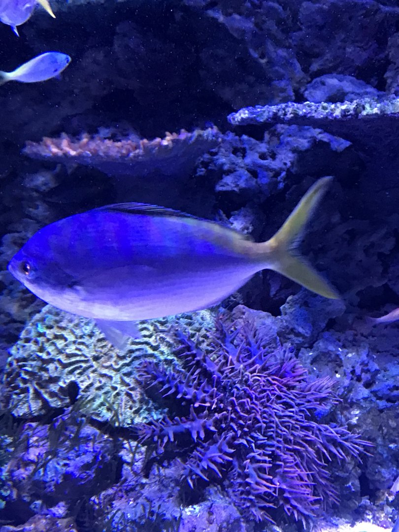 Fish ID?