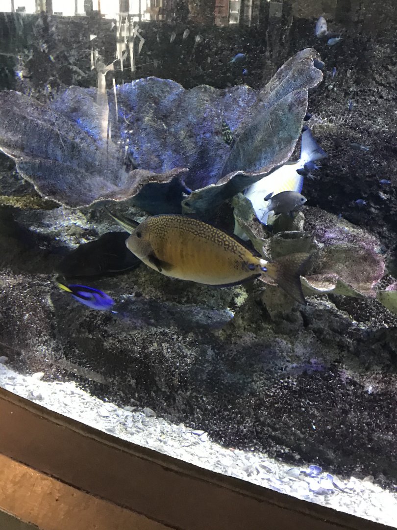 Fish ID?