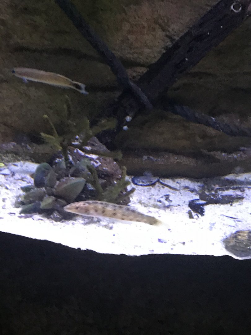Fish ID?