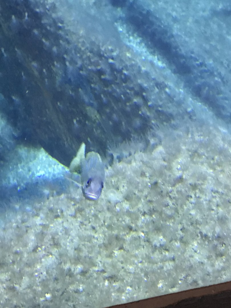 Fish ID?