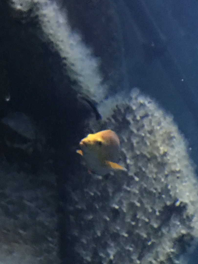 Fish ID?