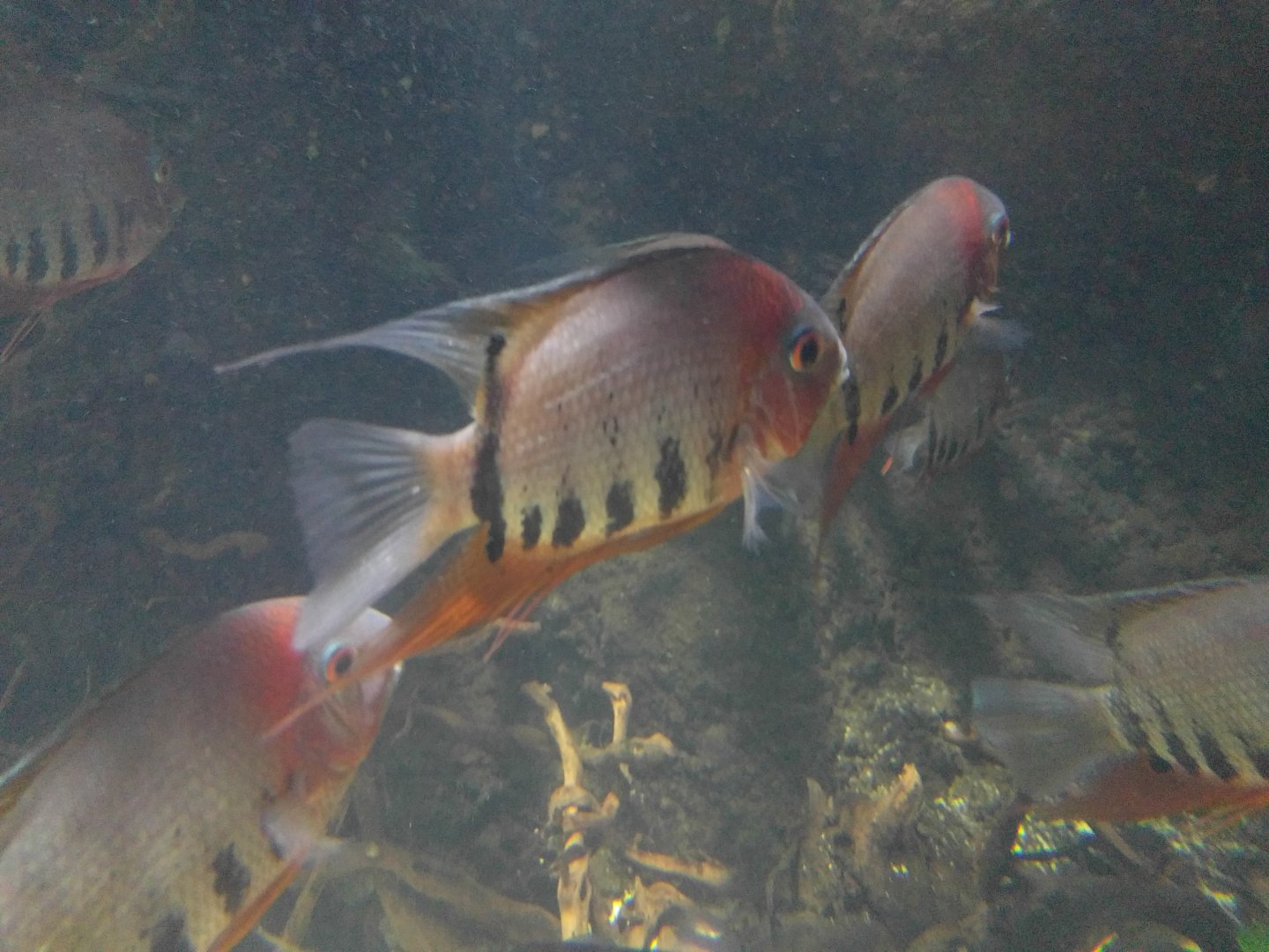 Fish ID