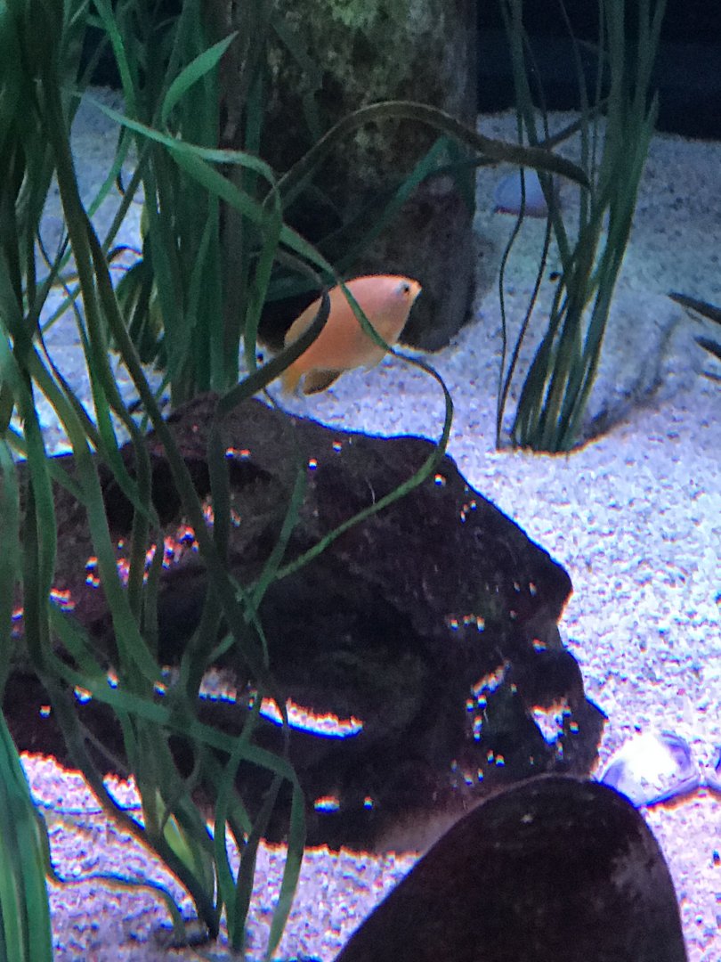 Fish ID