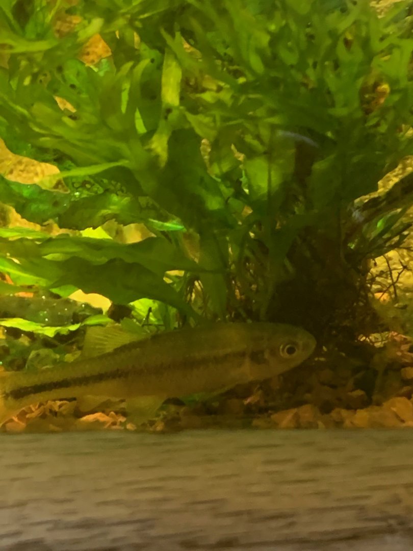 Fish ID?