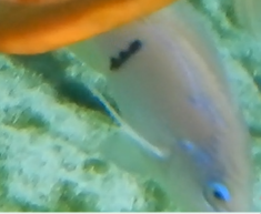Fish ID?