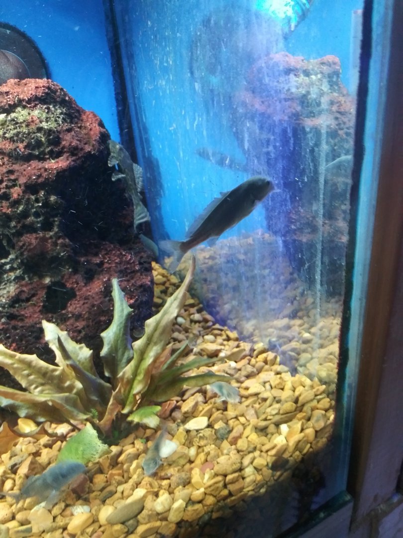 Fish ID?
