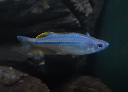 Fish ID