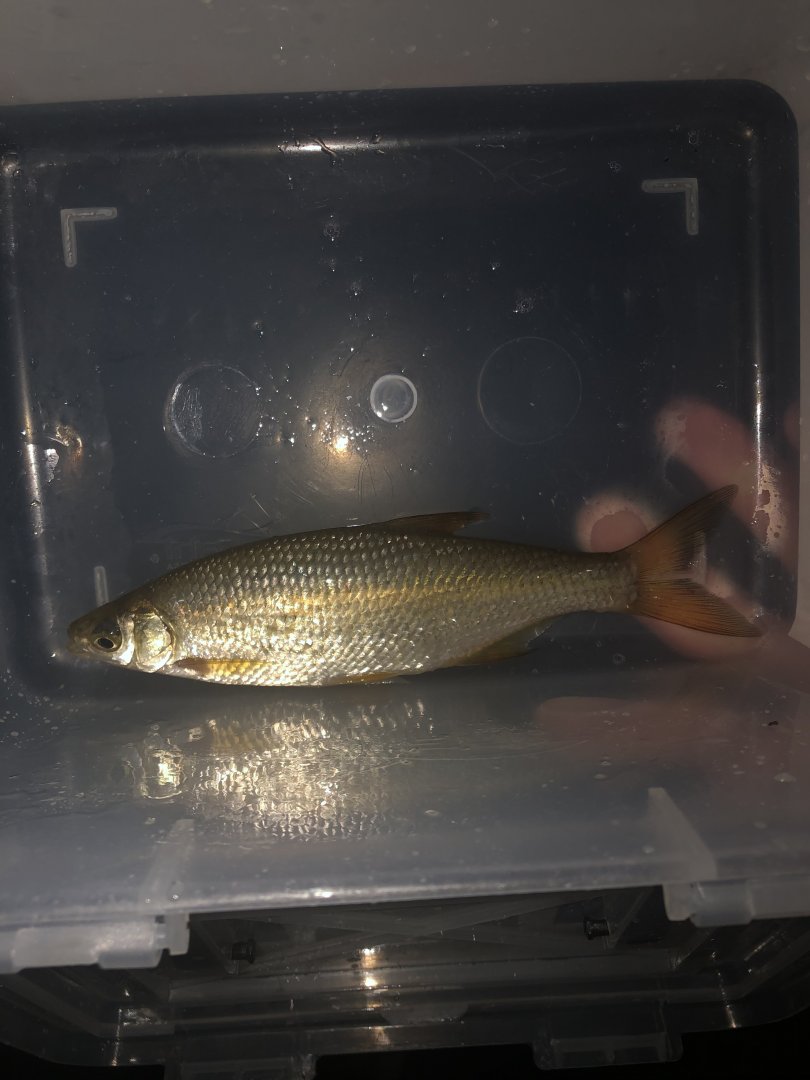 Fish ID
