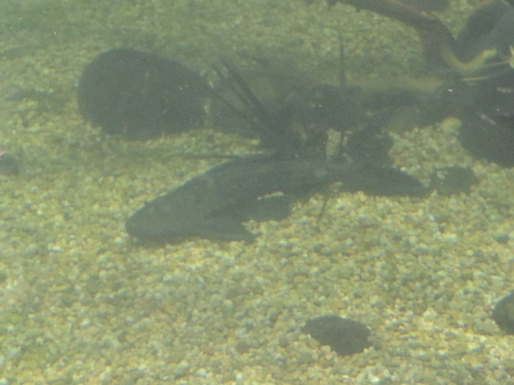 fish id