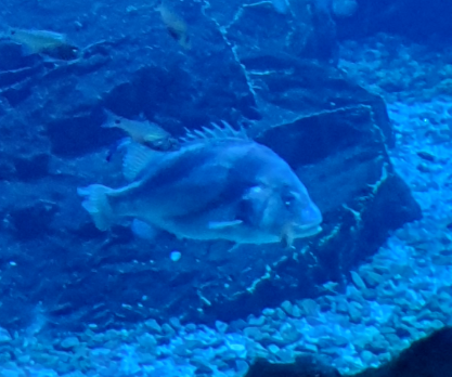 Fish ID?