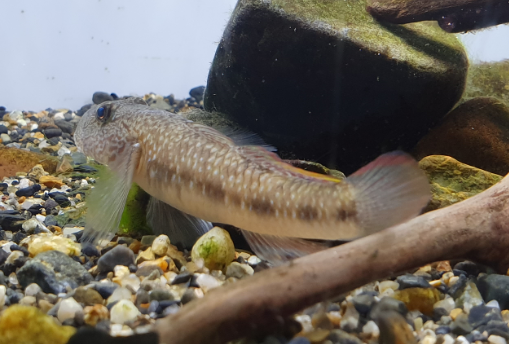 Fish ID?