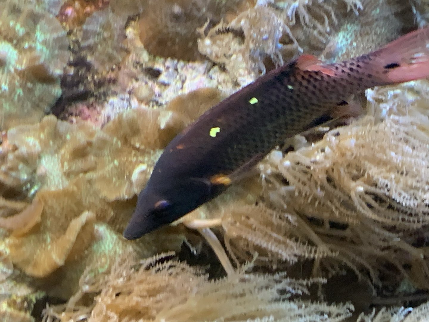 Fish ID?
