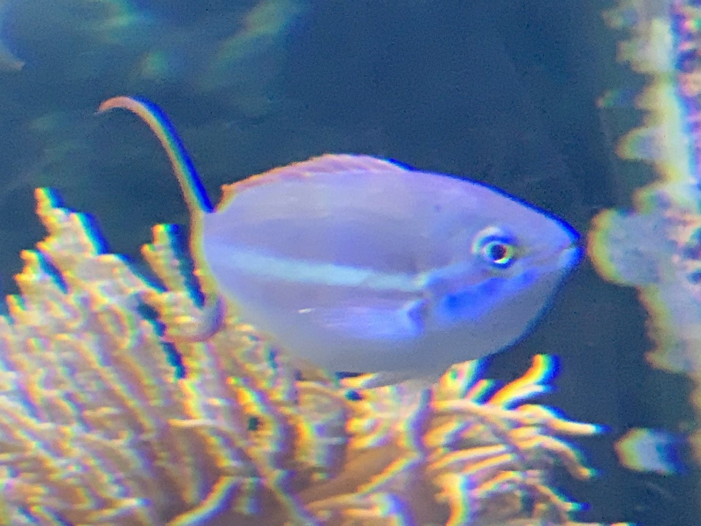 Fish ID?