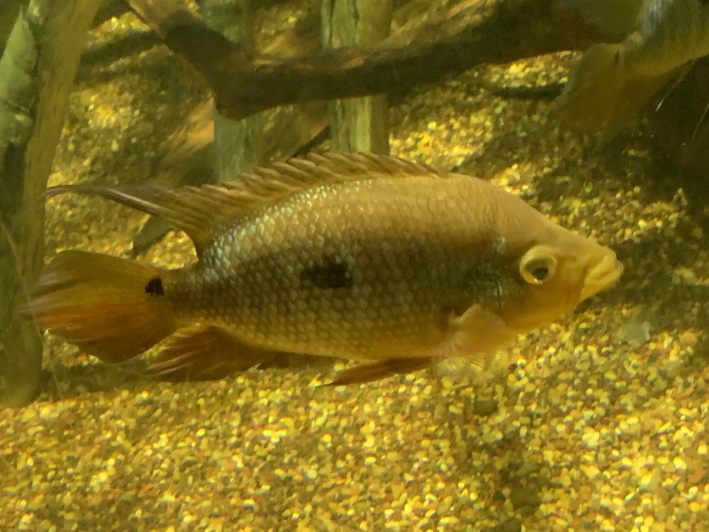 Fish ID?