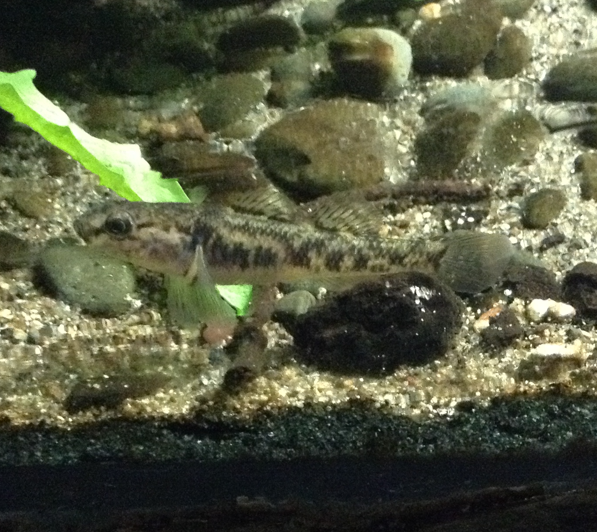 Fish ID