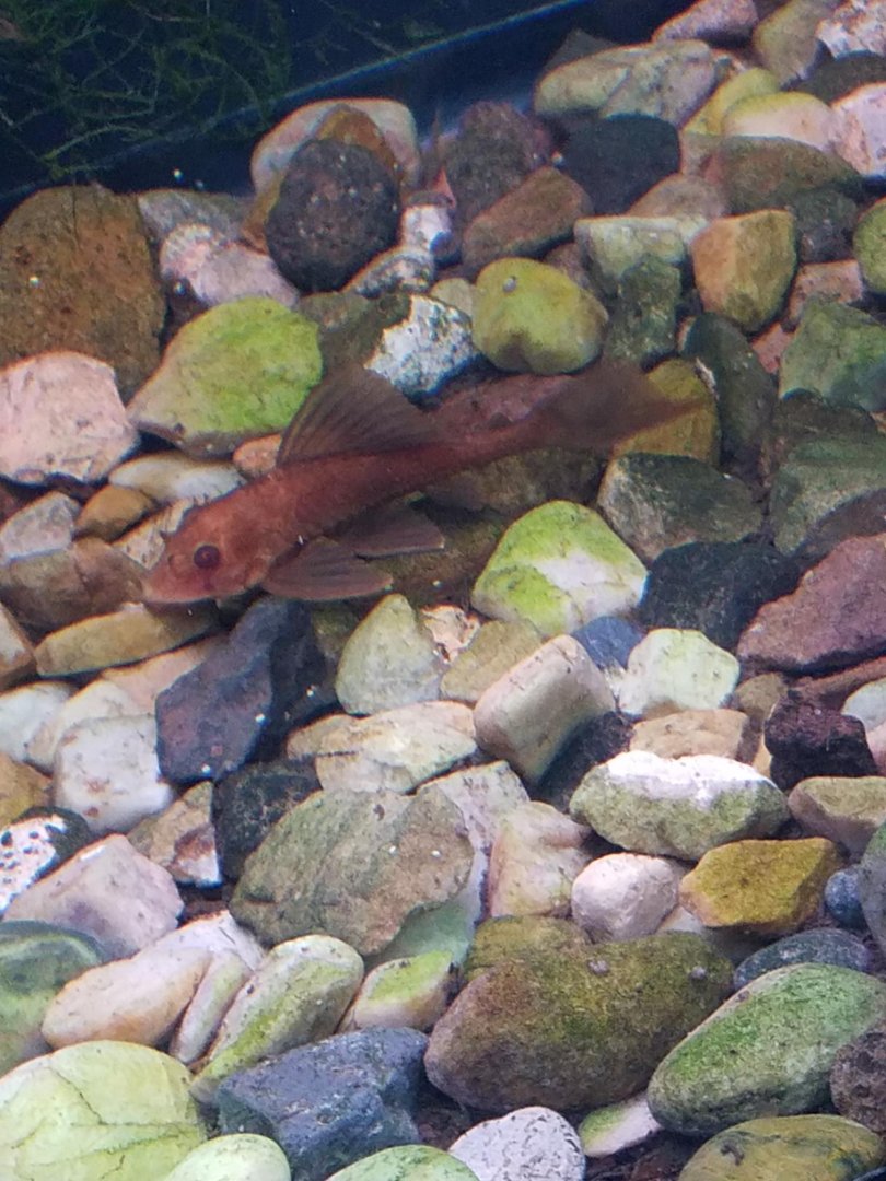 fish id