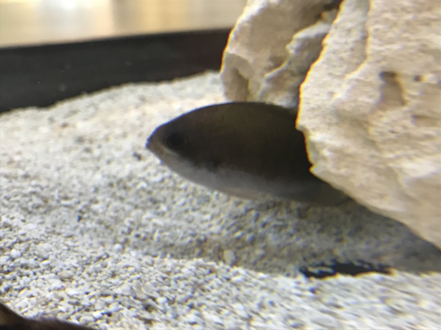 Fish Id?