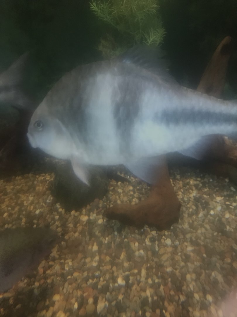 Fish Id?