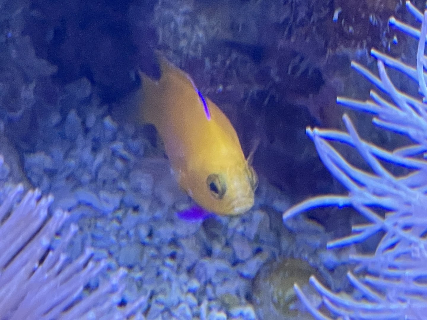 Fish id