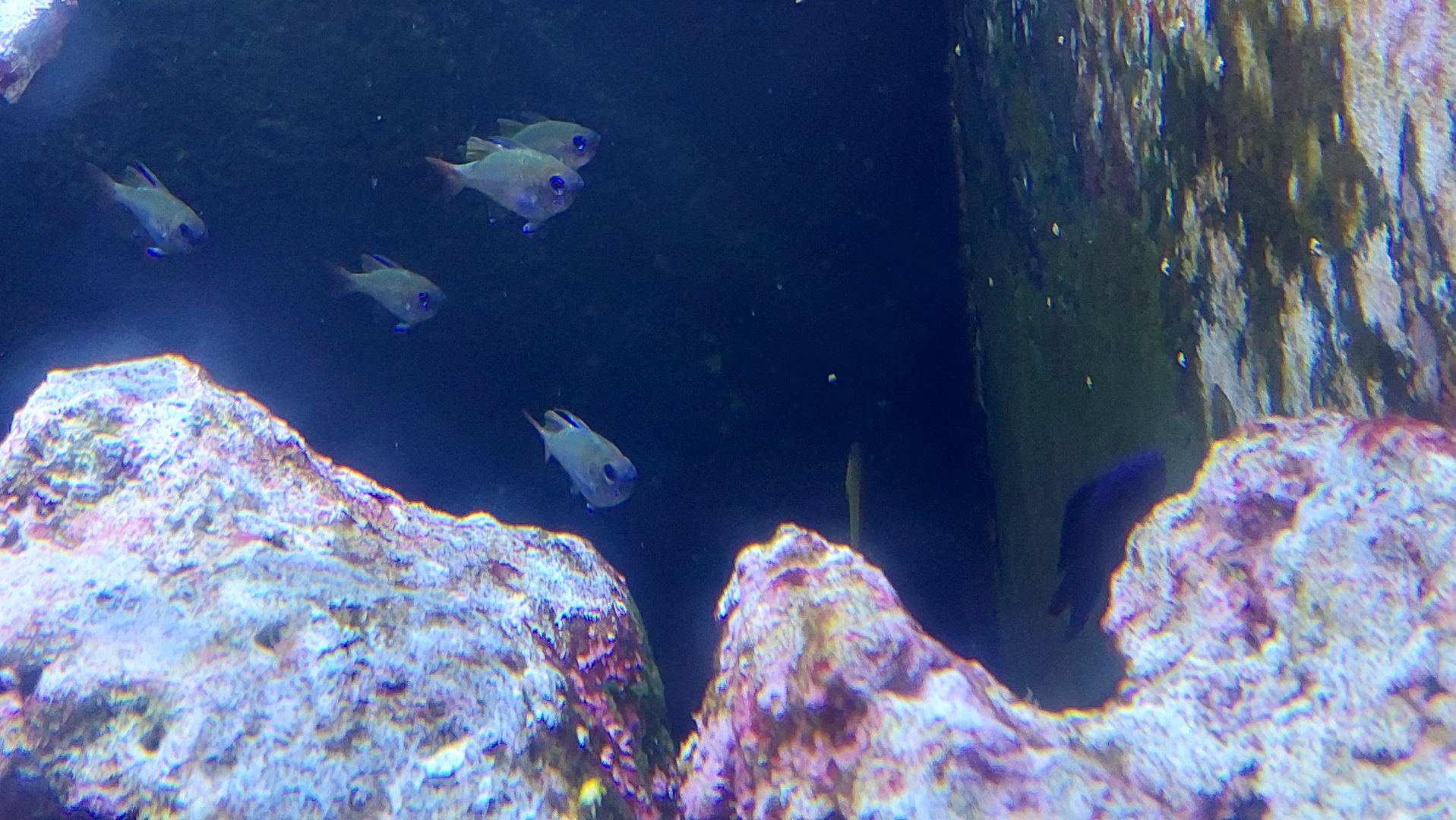 Fish ID