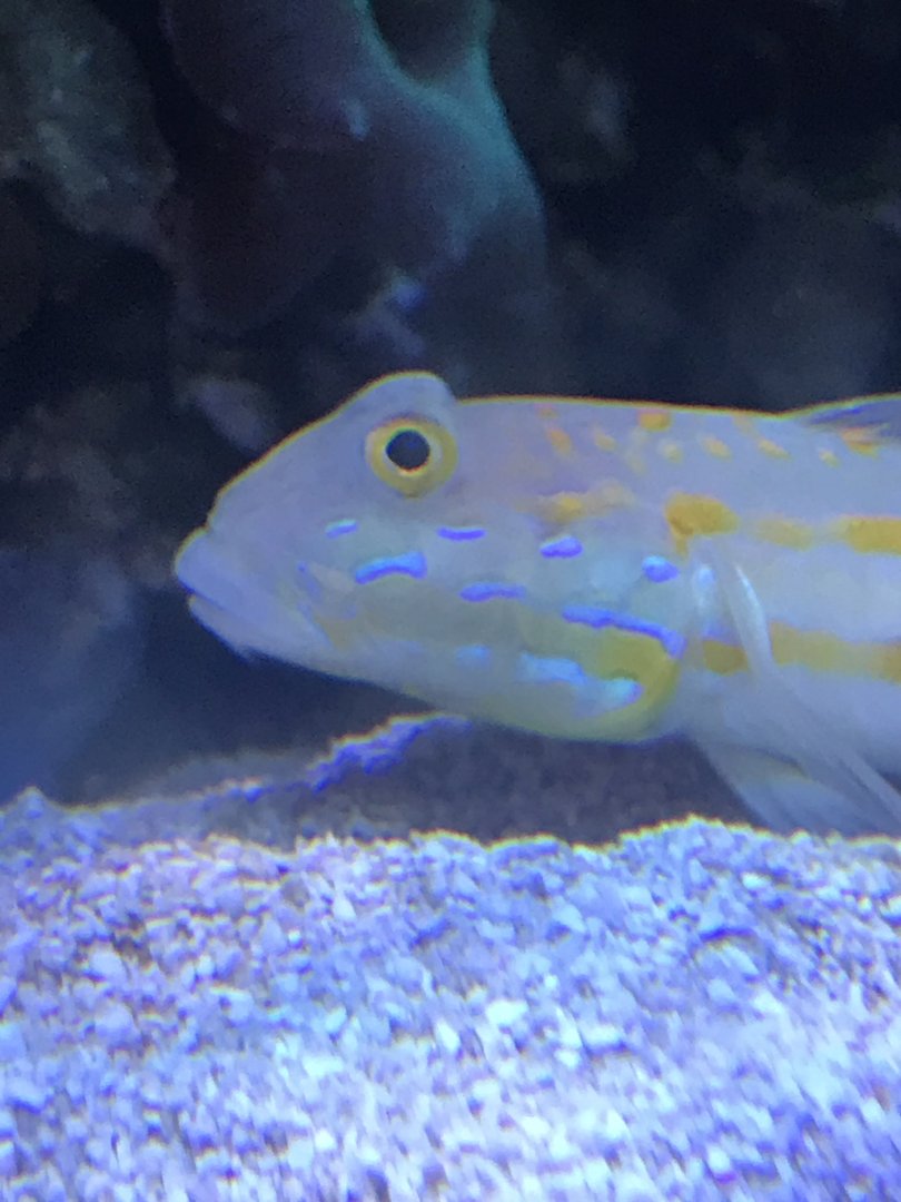 Fish ID?