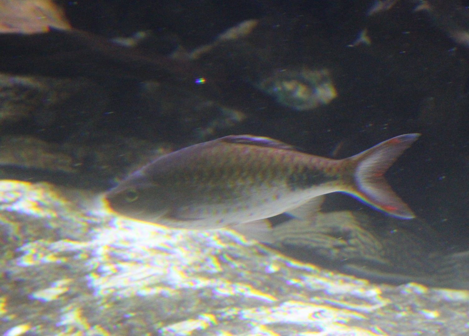 Fish ID