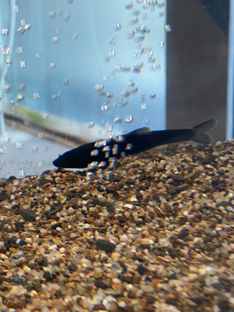 Fish ID?