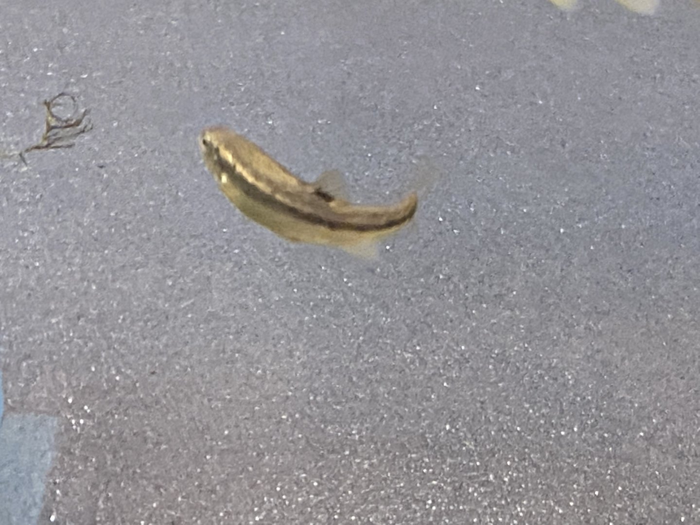 Fish Id?