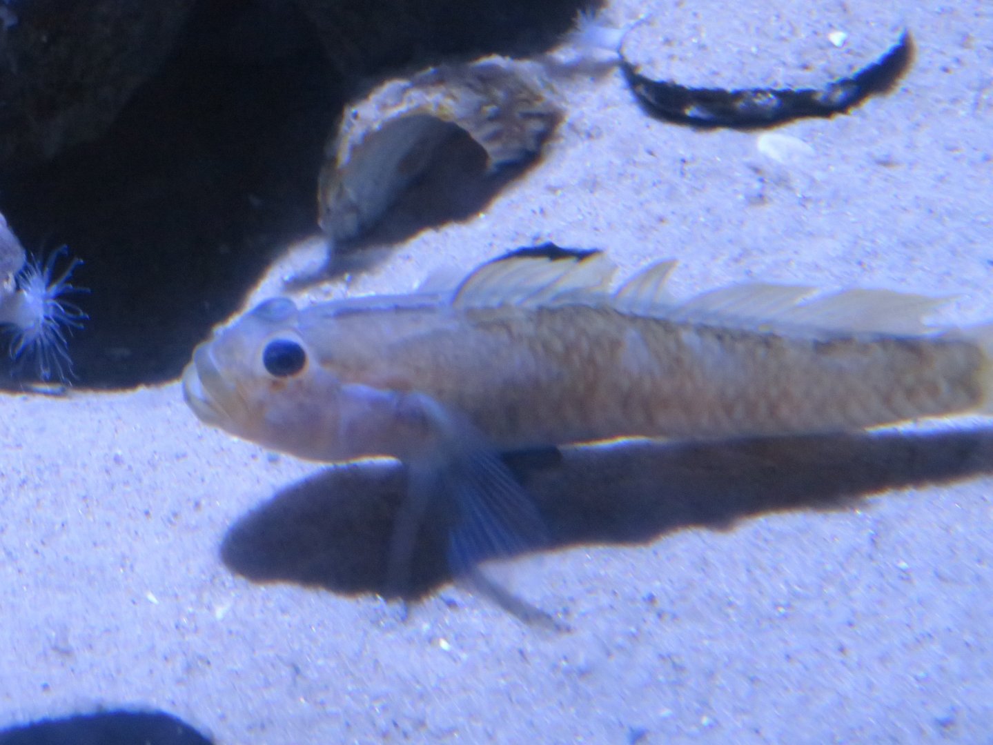 Fish ID?