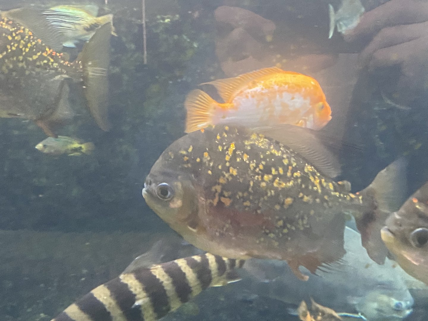 Fish Id?