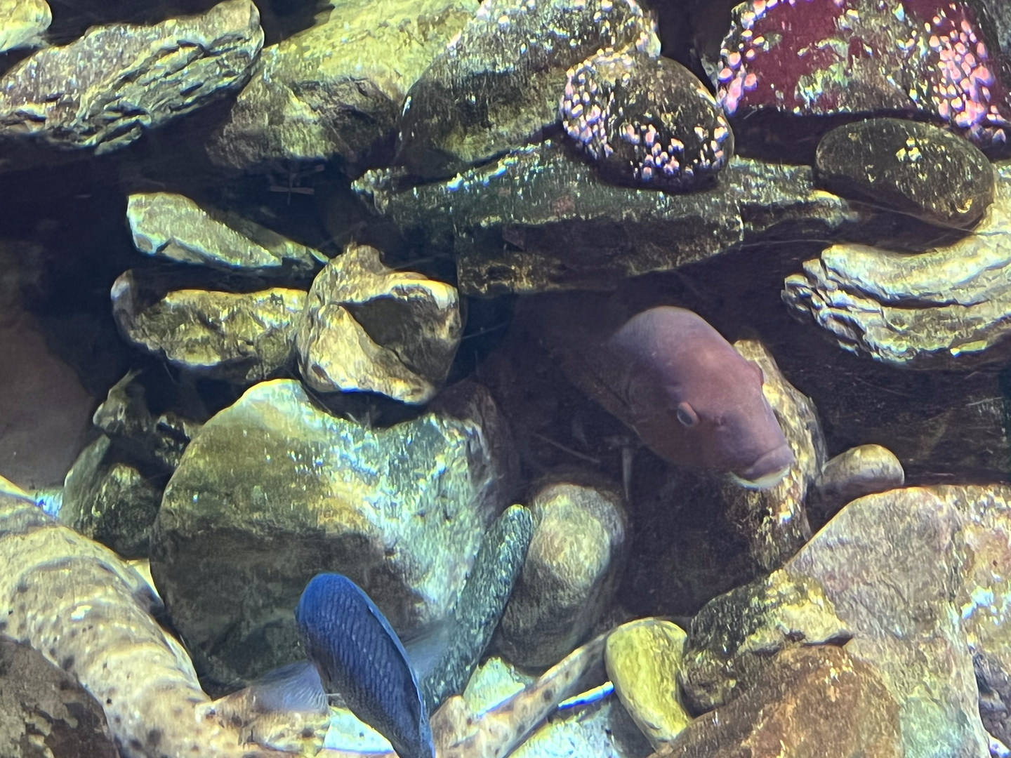 Fish ID?