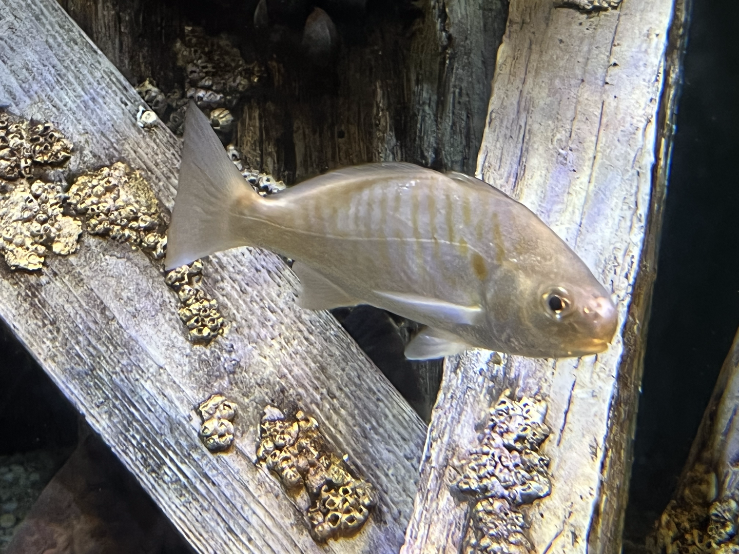 Fish ID