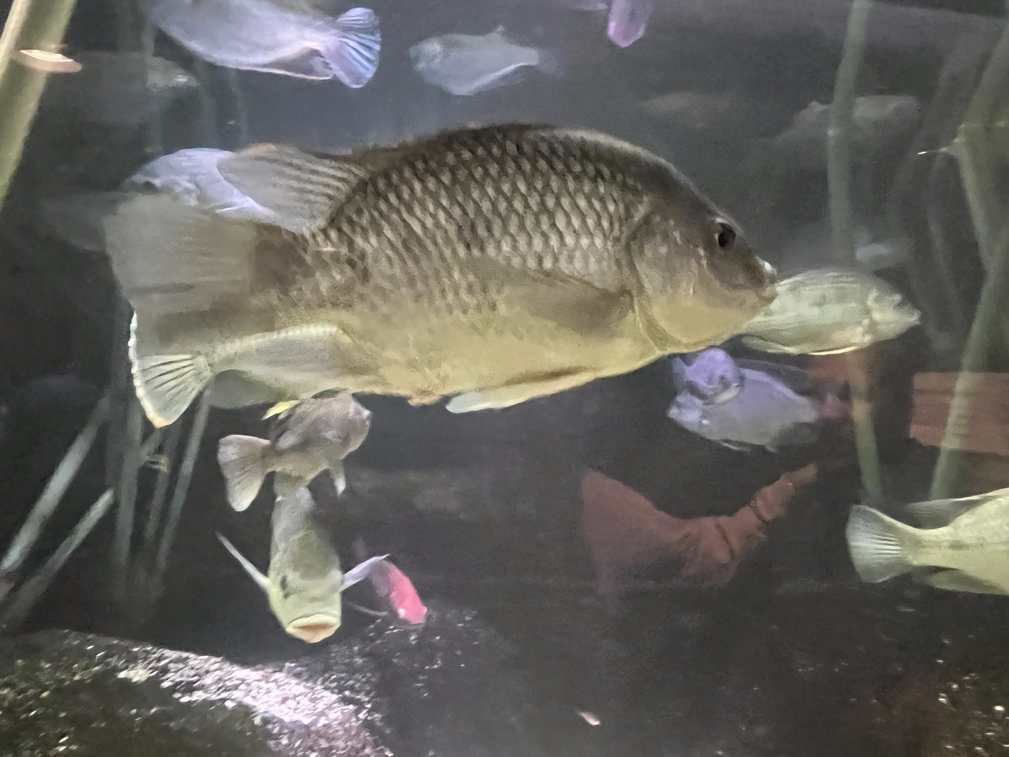 Fish ID