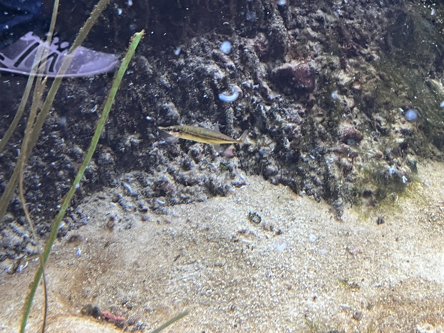 Fish ID