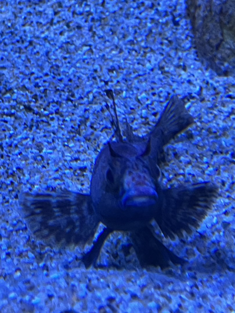Fish ID?