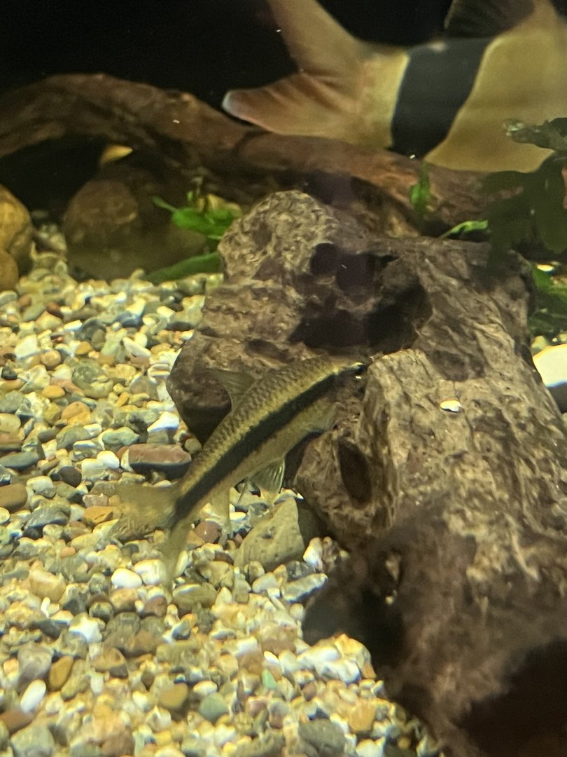 Fish ID