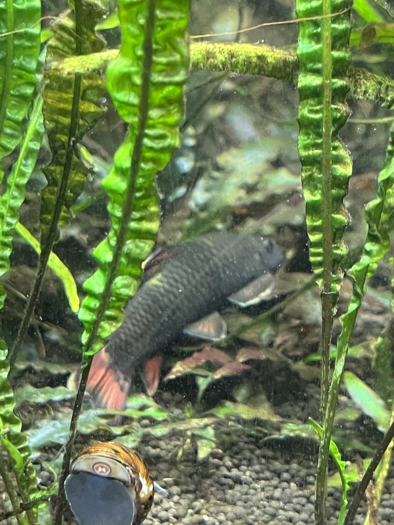 Fish ID