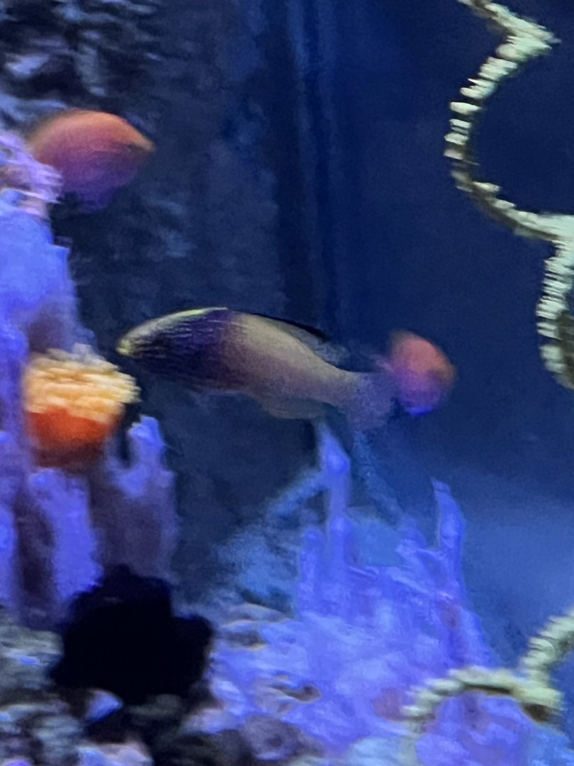 Fish ID
