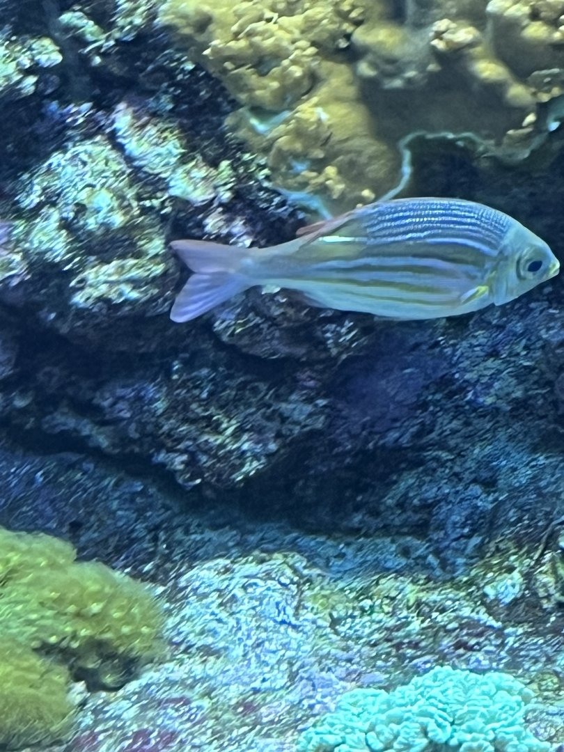 Fish ID