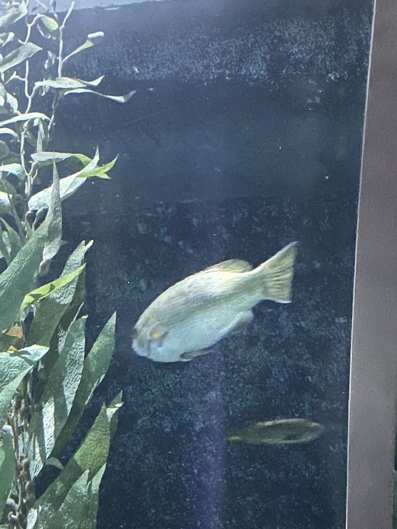Fish ID