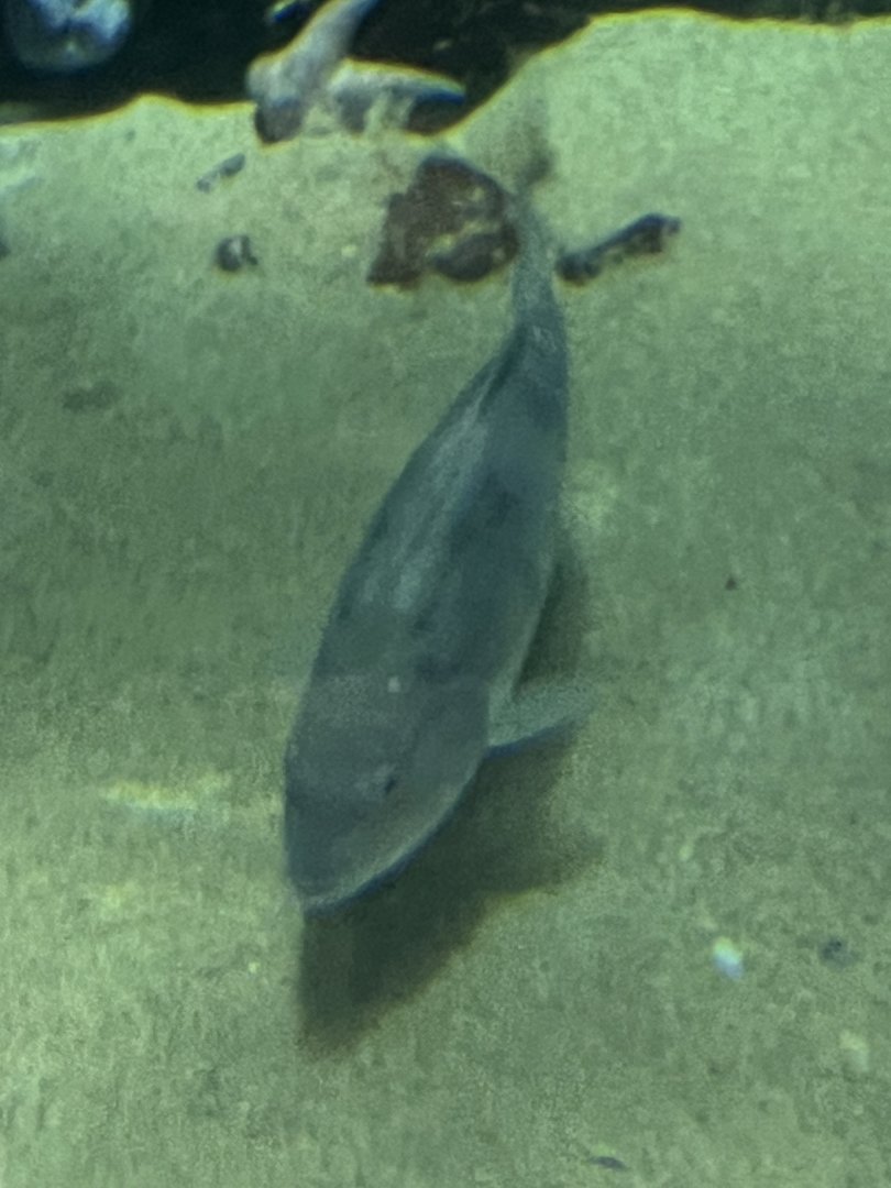 Fish ID